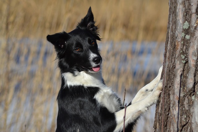 Get Ready to Fall Head Over Paws for Border Collie…