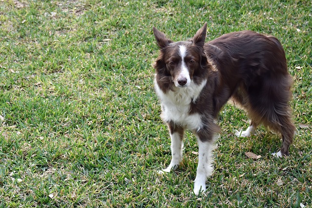 Embark on the Joyous Journey of Owning a Border Collie:…