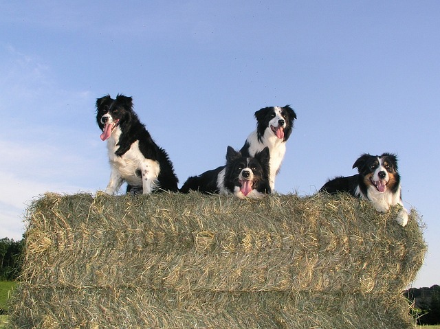 Border Collies: Unraveling Their Extraordinary Personalities Border Collies, hailing from…