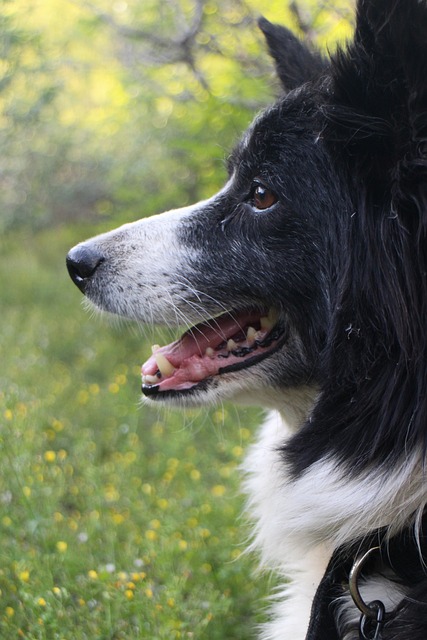 Border Collies: Washington’s Smartest and Most Athletic Canines Welcome to…