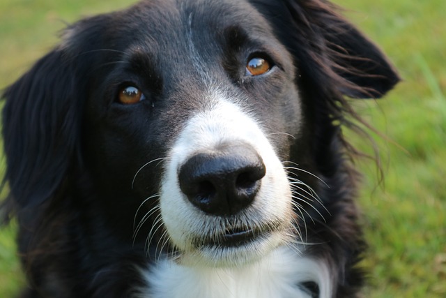 Border Collies: The Superstars Outshining Dinosaurs Are you ready to…