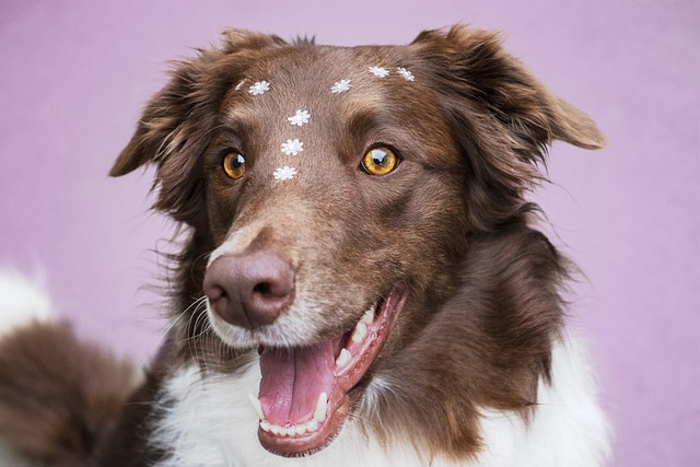 Extraordinary Tales of Renowned Border Collies In the realm of…