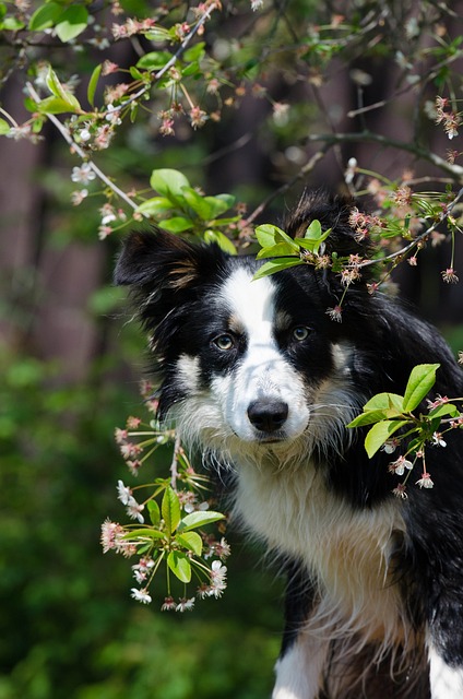 Embark on Unforgettable Adventures with Your Border Collie: A Comprehensive…