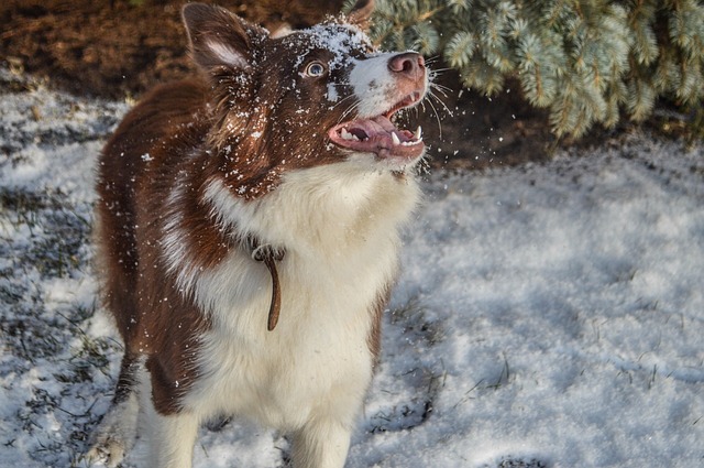 Unleash the Extraordinary: Border Collies vs. Other Breeds Embark on…