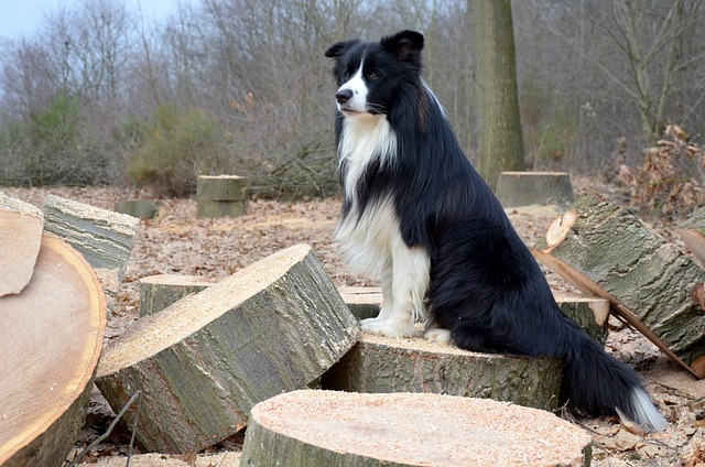 Jump for Joy: Unveiling the Playful Nature of Border Collies…