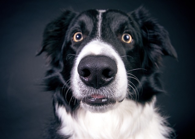 Border Collies: A Cut Above the Rest in the Herding…