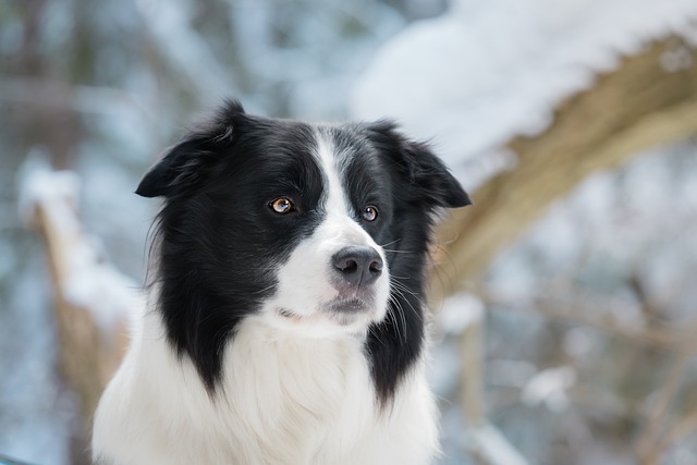 Introducing Nebraska’s Border Collie Puppies: A Journey into the World…