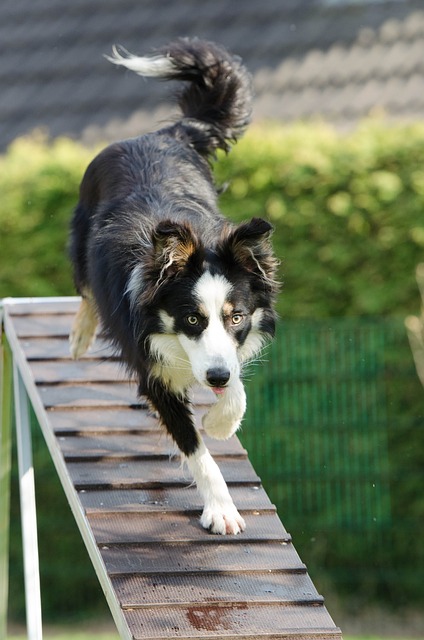 Unveiling the Secrets of Advanced Agility Training: Unleash Your Dog’s…