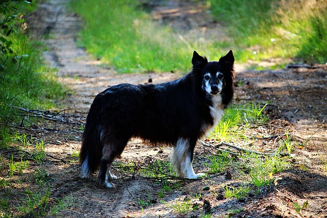 Unleash the Power of Your Canine Companion: The Enchanting World…