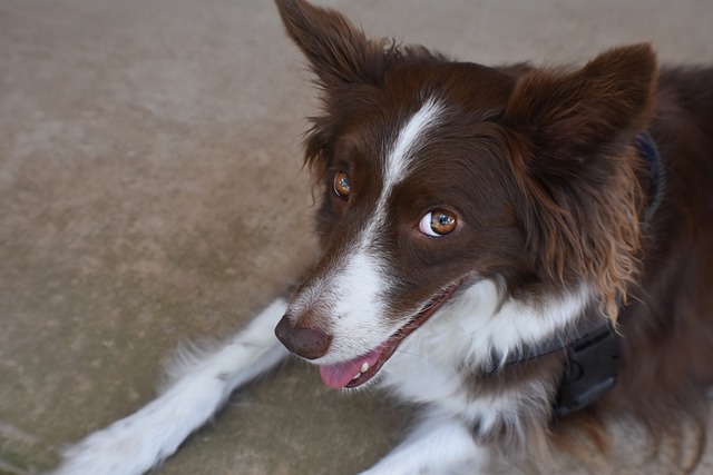 Embark on a Journey with a Border Collie: Unveiling the…