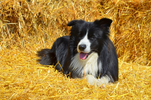 Embrace the Border Collie Spirit: A Comprehensive Guide to Their…