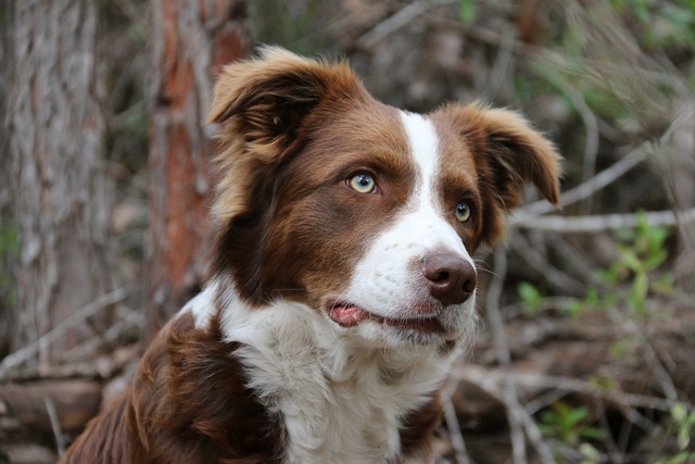 Border Collies: A Class Apart Introduction: Unlocking the Extraordinary in…