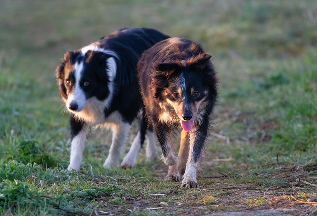 Unveiling the Enchanting Personality of Border Collies: A Journey to…