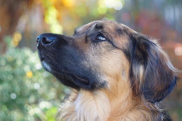 Embark on the Fascinating Journey of the Border Collie Breed…