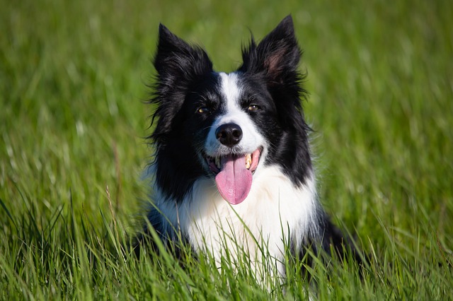 Border Collies: Unlocking Their Exceptional Abilities Compared to Other Breeds…