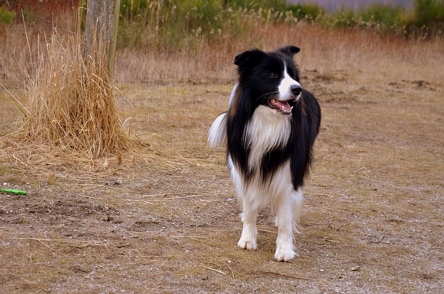 Unleashing the Joy and Chaos of Border Collie Mischief in…