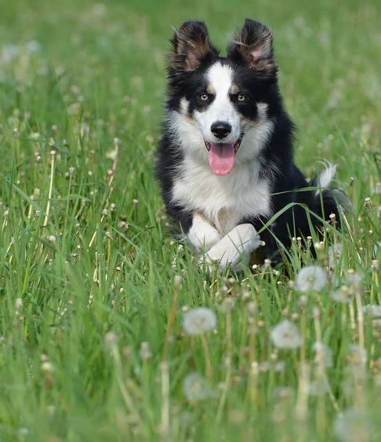 Unleash Your Border Collie’s Fitness Potential: The Ultimate Exercise Guide…