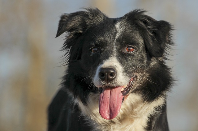 Border Collie Antics: Joy Unleashed in the Alaskan Wilderness Are…