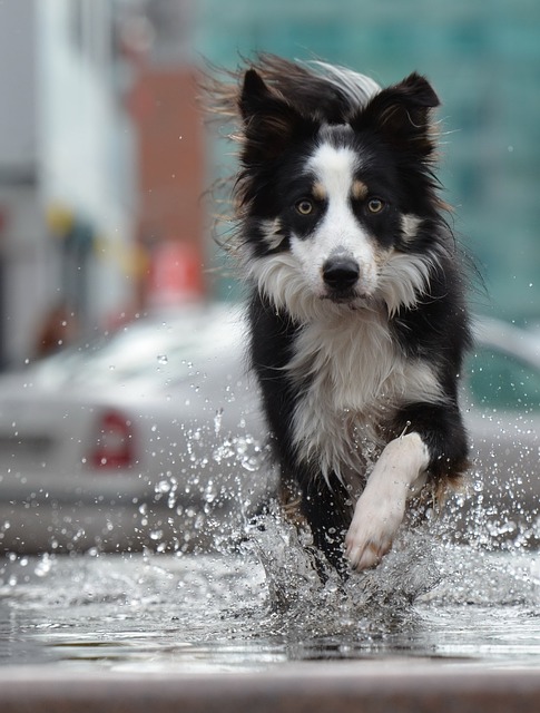 Border Collies: The Ultimate Canine Champions Over Dinosaurs In the…