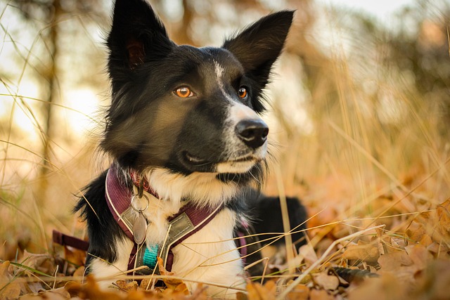 Border Collies: The Ultimate Triumph Over Dinosaurs Imagine a world…