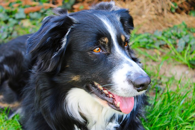 Border Collie Mischief: The Highs, the Lows, and the Training…