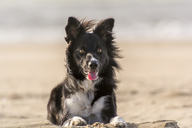 Embark on a Paw-Some Adventure with Border Collie Pups in…