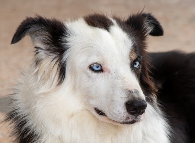 Discover the Extraordinary World of Border Collies: South Carolina’s Canine…