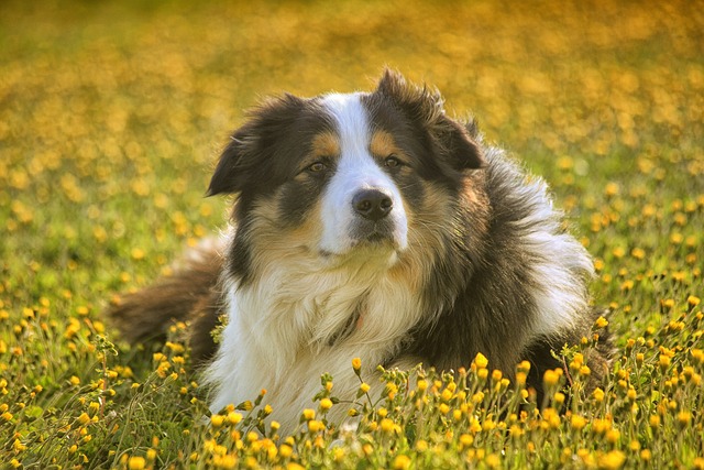 Unveiling the Heart of Gold: Heartwarming Tales from Border Collie…