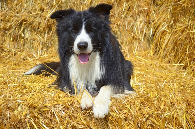 Unraveling the Enduring Legacy of the Border Collie: A Shepherd’s…