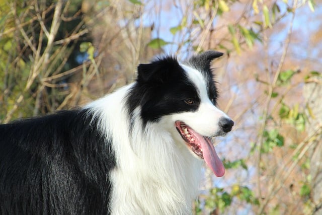 Border Collie Pups: The Ultimate Guide for Dog Owners in…