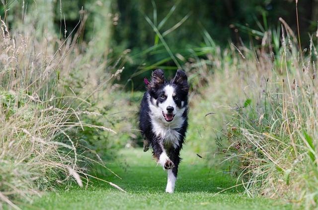 Unleashing the Enigmatic Charm of Border Collies: A Guide to…