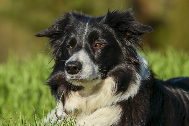 Unveiling the Border Collies of Virginia: A Canine Odyssey Border…