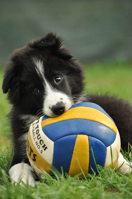 Puppy Pioneers: Unraveling the Enchanting World of Border Collie Antics…