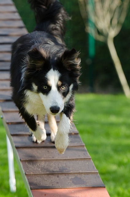 Unleash Your Dog’s Agility Prowess: Dive into Advanced Techniques Calling…