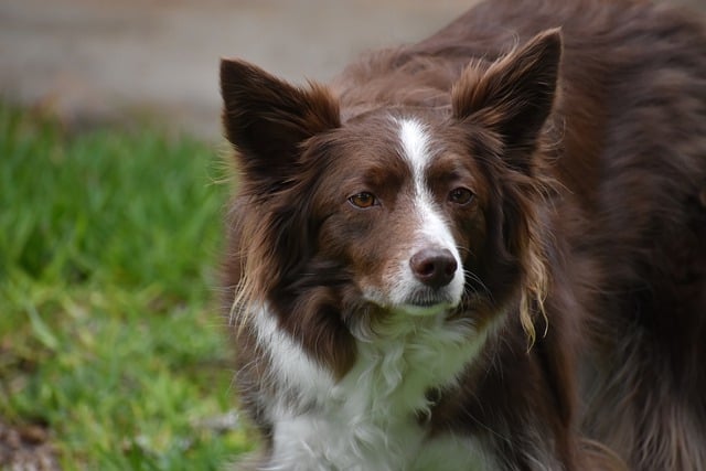 Unraveling the Enchanting Enigma of Border Collies For the uninitiated,…