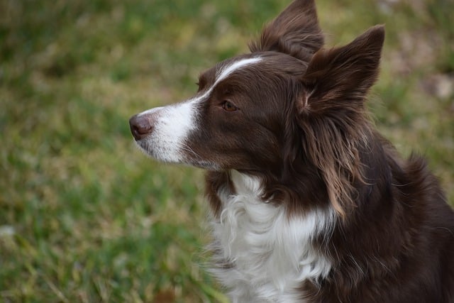 Border Collies: The Ultimate Guide for Maryland Residents Border Collies,…