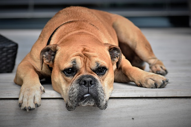 Get Ready for Paw-some Puns and Howling Hilarious Jokes Training…