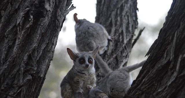 Dad Jokes That Are So Bad, They’re Actually Hilarious Bushbaby…