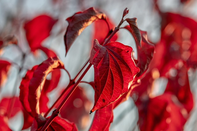 Maple Syrup Jokes: Sweet and Silly Meet Maple, the syrup-titious…