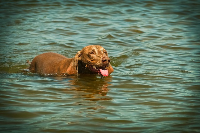 Dad Jokes: The Good, the Bad, and the Weimaraner Dad…