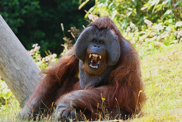 Ape-aling Dad Jokes for the Whole Family About That Orangutan……