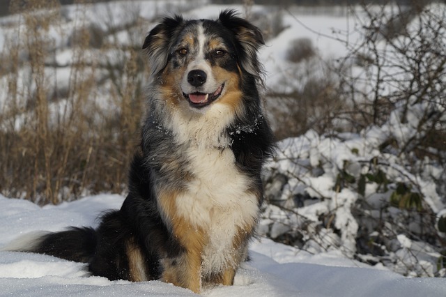 Dad Jokes: Barking Up the Wrong Tree Australian Shepherd Jokes:…