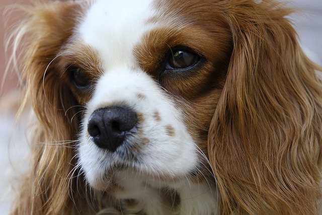 Cavalier King Charles Spaniel Dad Jokes: Furreal? Cavalier King Charles…