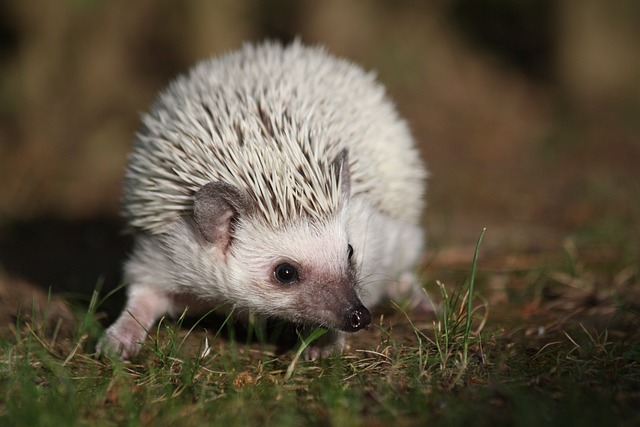 Dad Jokes to Make You Chuckle or Groan Hedgehog Jokes…