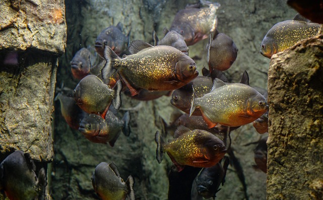 Dive into the Depths of Dad Jokes! Piranha Jokes: The…