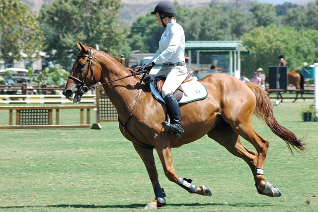 Saddle Up for Some Hoof-Hearted Humor Dad Joke about Horseback…