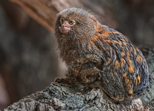 Laugh Out Loud with Dad Jokes and Simian Shenanigans Marmoset…