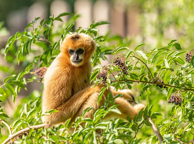 WhatDadJokes: The Not-So-Good and Hilariously Bad Dad Jokes Gibbon-related Shenanigans…