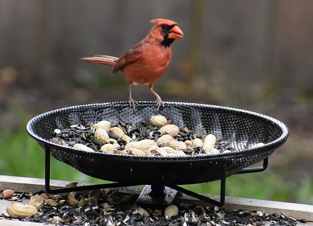 Dad Jokes: Cardinals, Tubularity, and More Cardinal Jokes Why did…