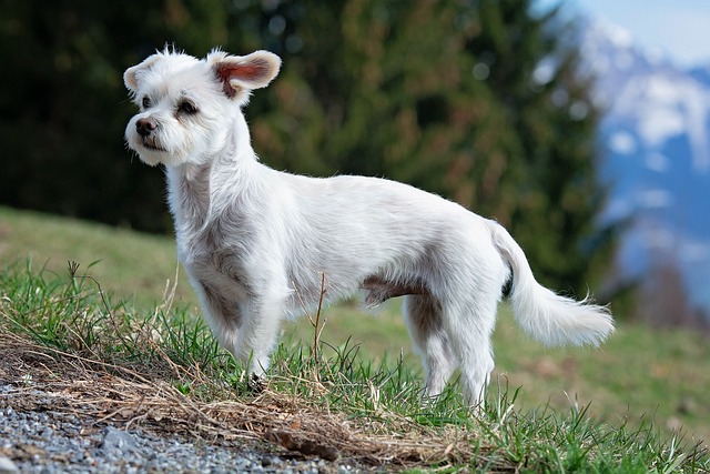 Knock-Knock, Who’s There? Paws-itively Hilarious Dad Jokes for the Maltese…